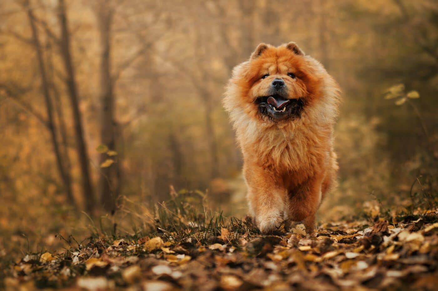 Chow Chow dog