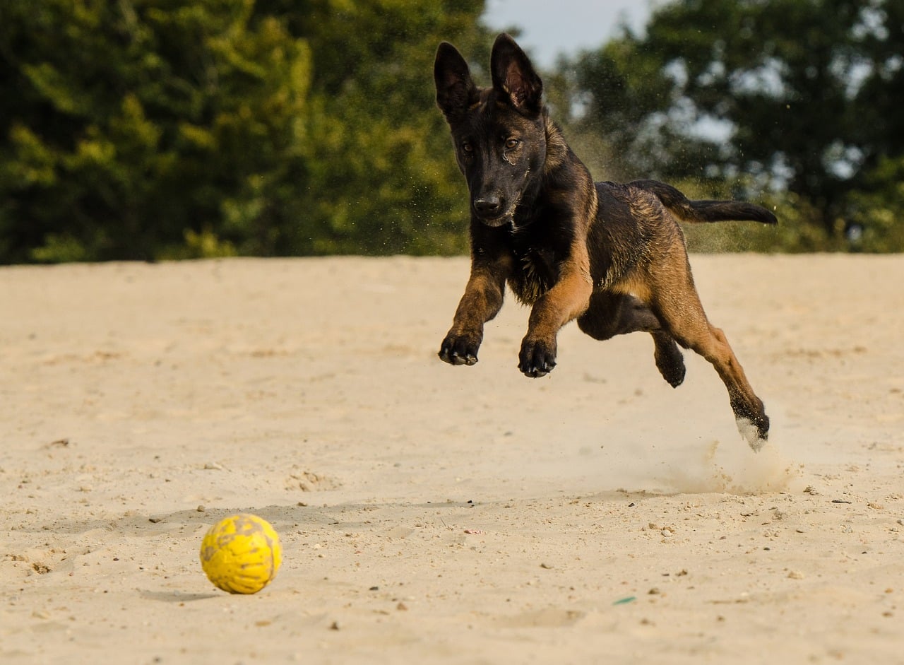 Belgian Malinois
