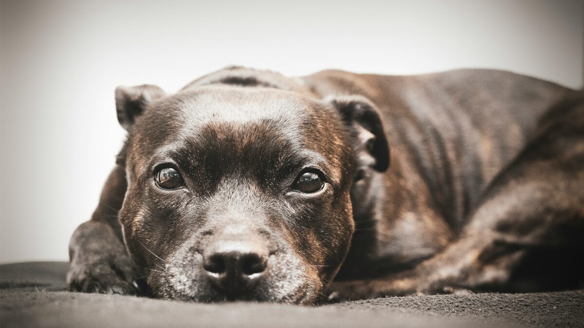 9 Fun Facts You Didn’t Know About Staffordshire Bull Terriers