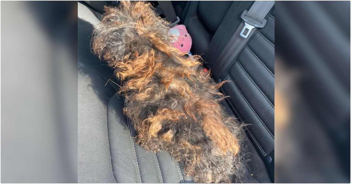 Severely Matted Dog Who Looked Like A Wig Is Restored To Her Natural Beauty