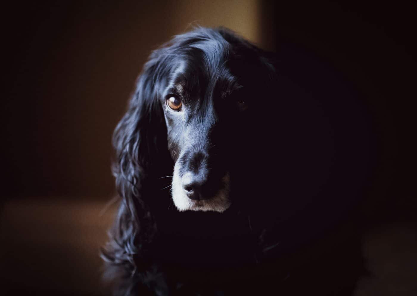 Cocker Spaniel dog