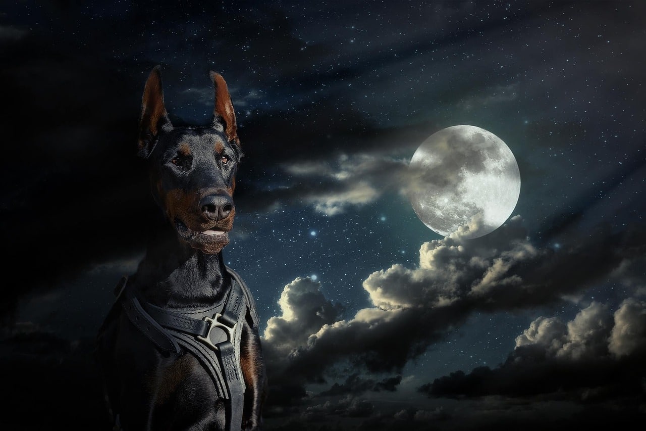 Doberman dog