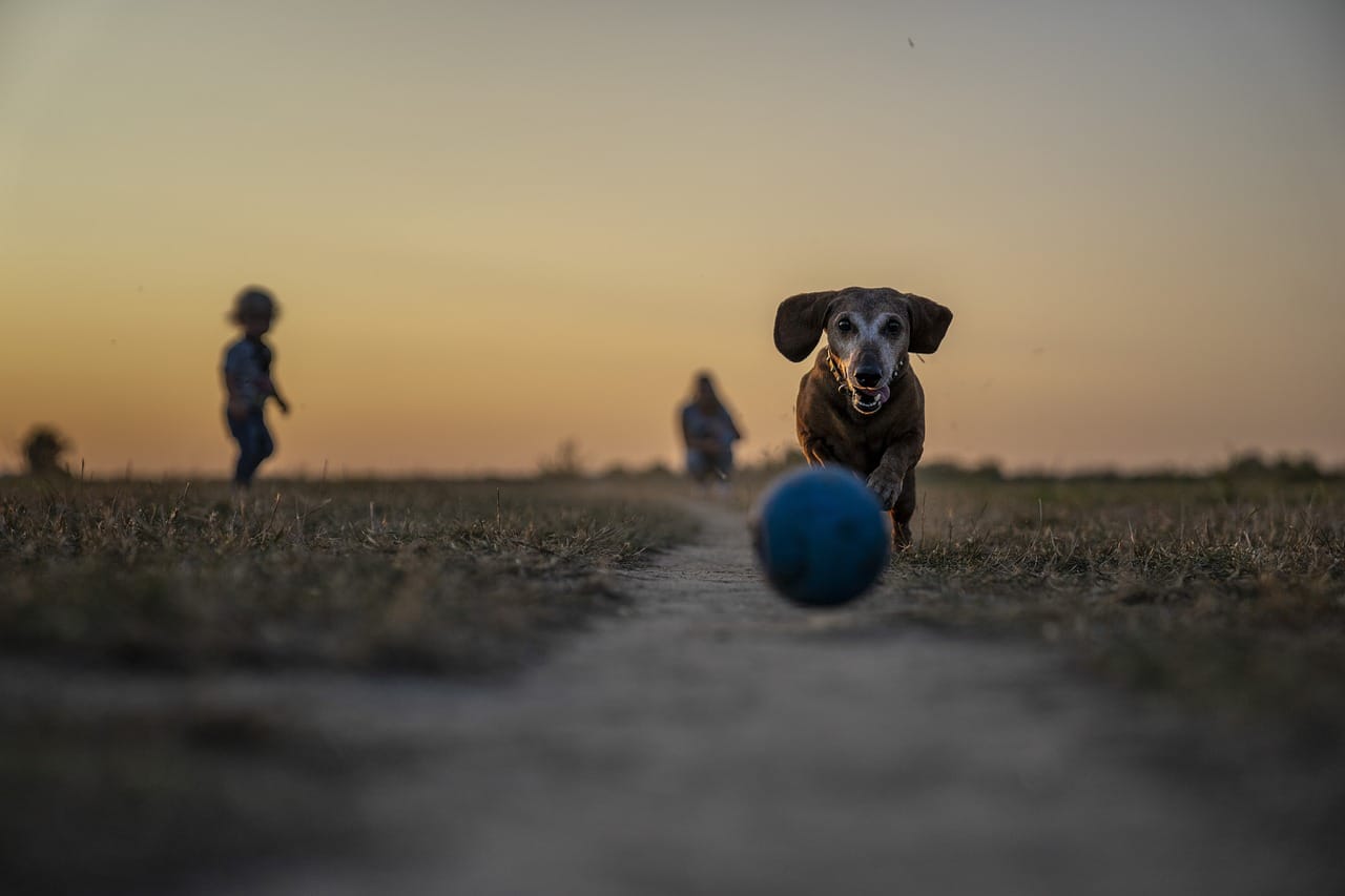 Dogs in a park