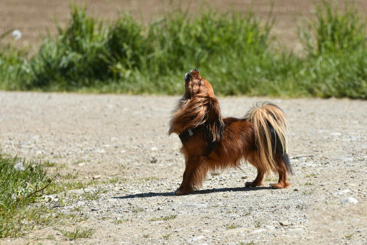 Why Do Dogs Howl at Sirens? The Answer Is More Complex Than You Think