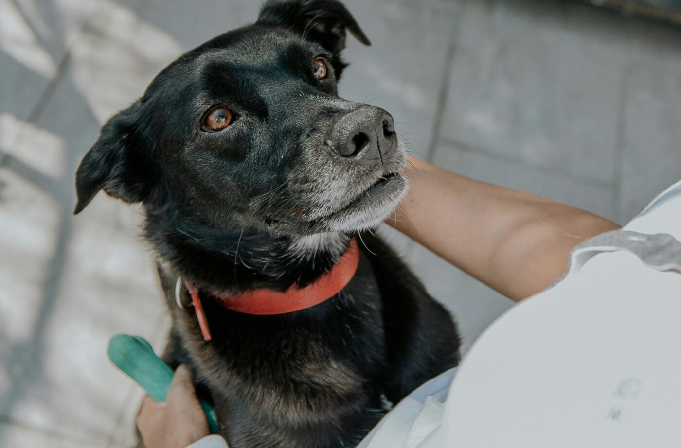 Dog with vet