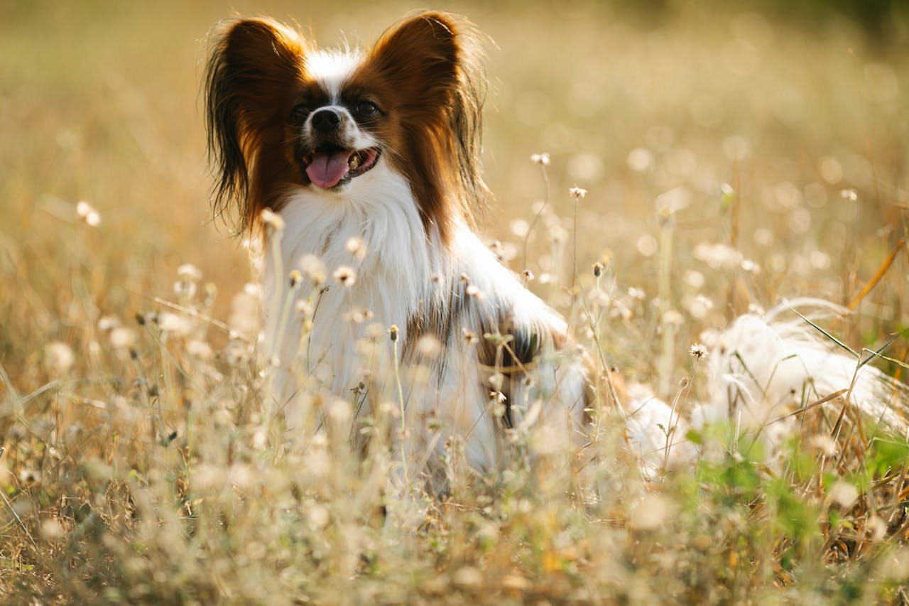 Papillon dog