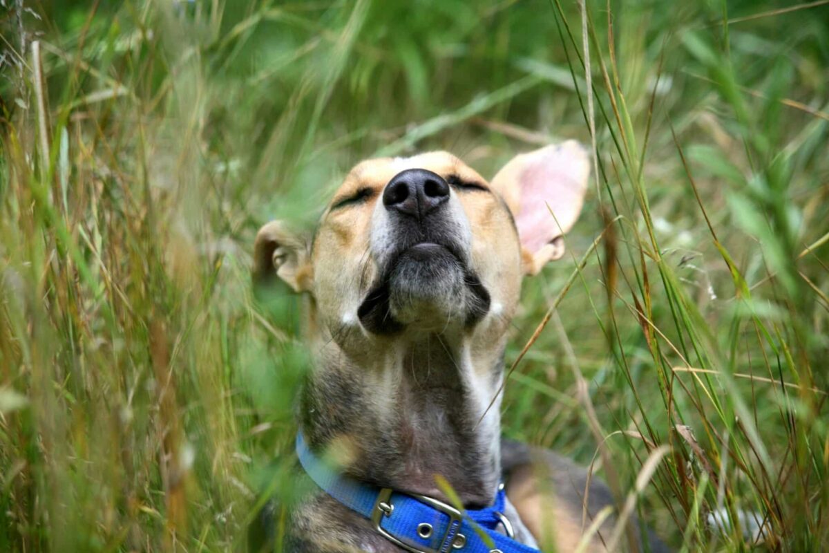 10 Reasons Dogs Are Obsessed With Grass thumbnail