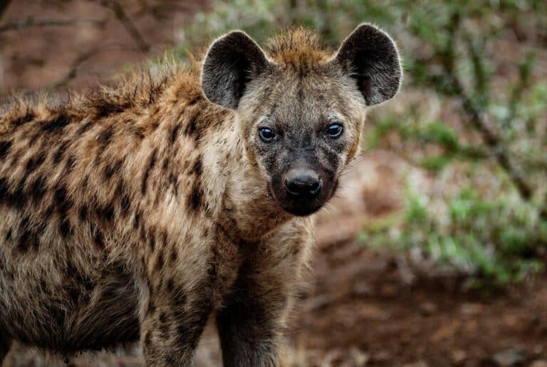 11-most-dangerous-animals-people-keep-as-pets-iheartdogs