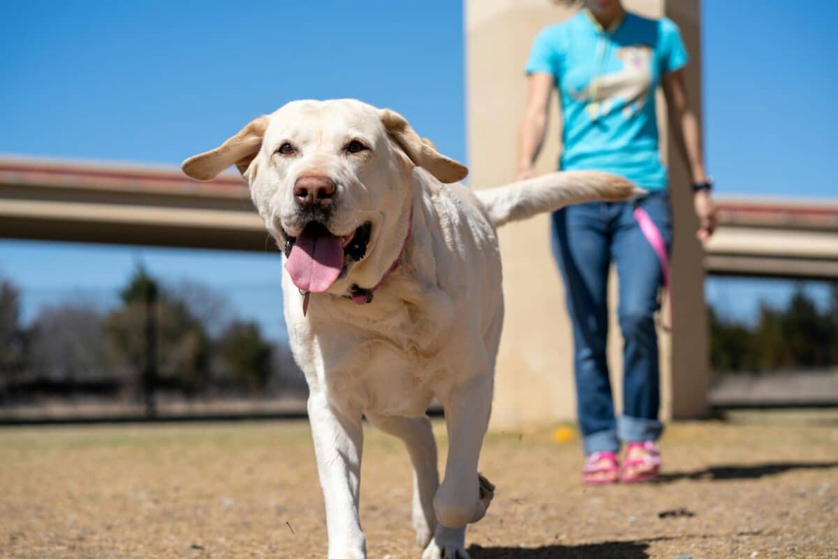 9 Clever Ways to Challenge Your Dog’s Mind