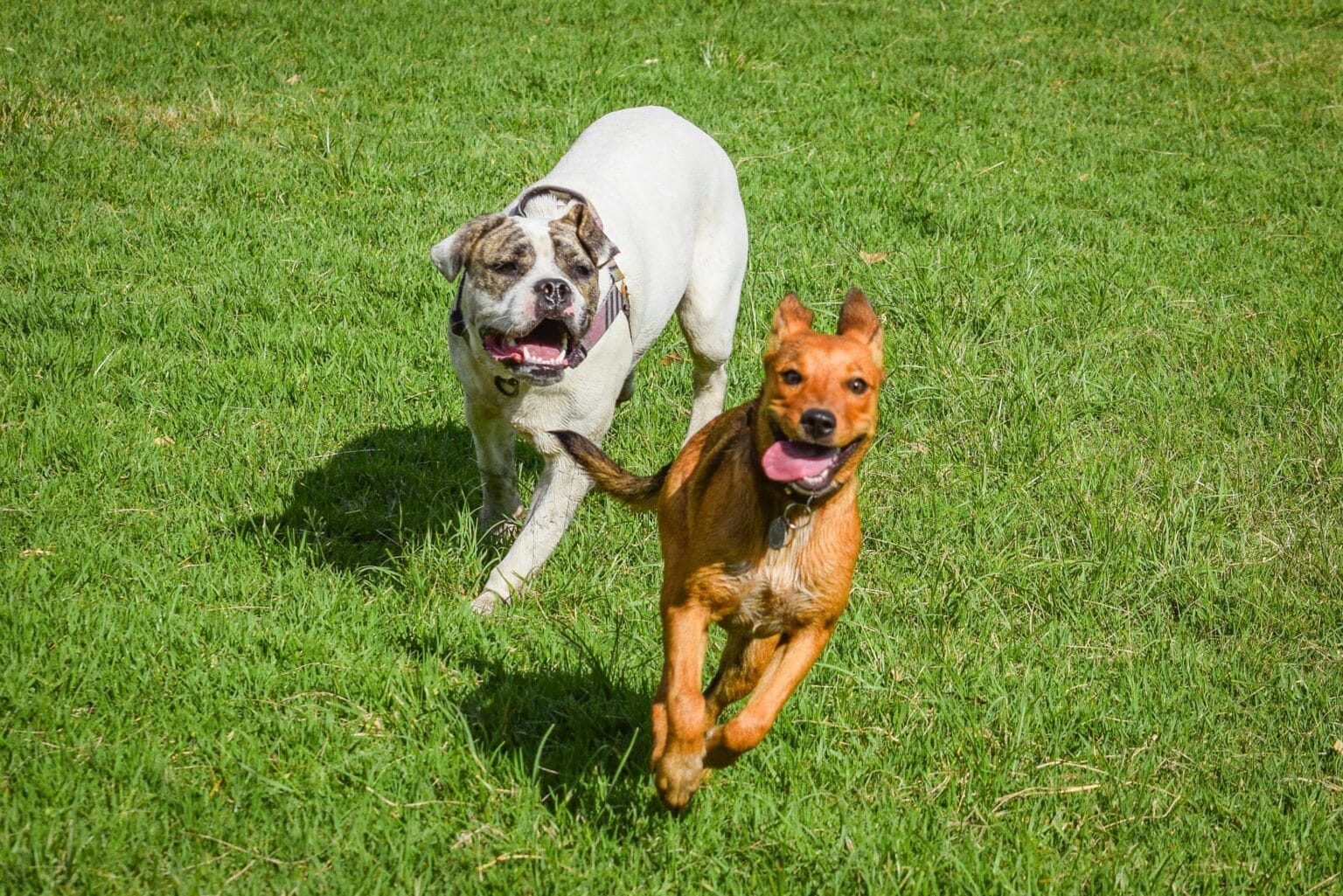Dogs Getting Help 7 Ways to Help Your Dog Get Along With Other Dogs - iHeartDogs.com