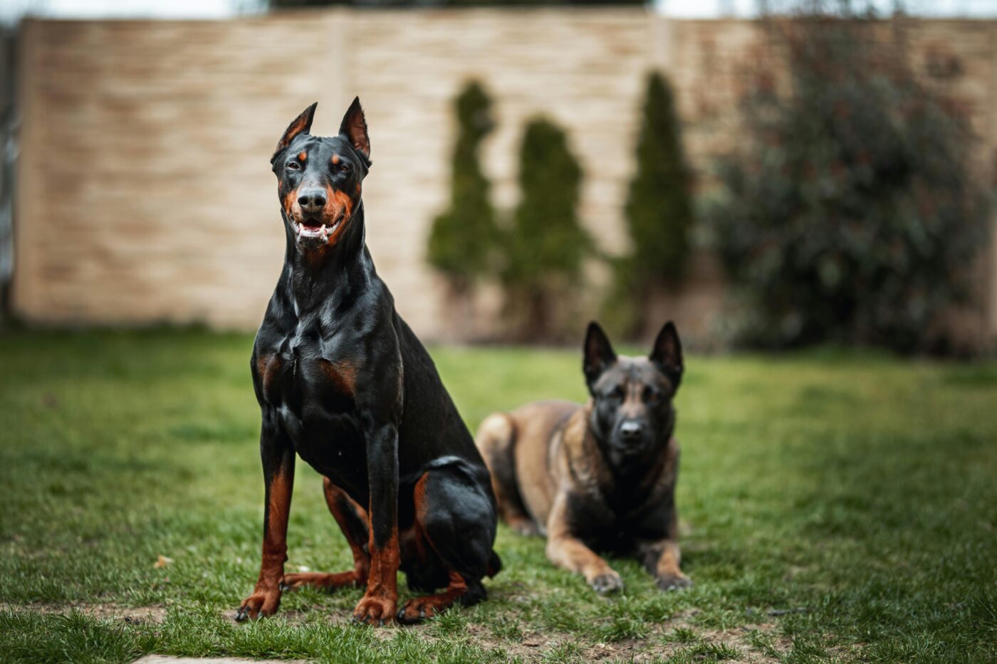 Guard dogs