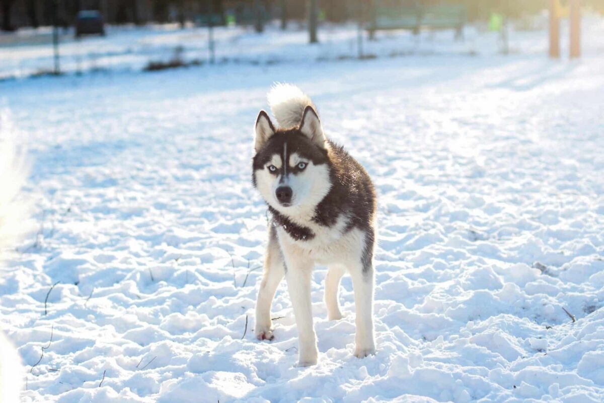 8 Dog Breeds That Love Snow (+ 5 That Hate It)