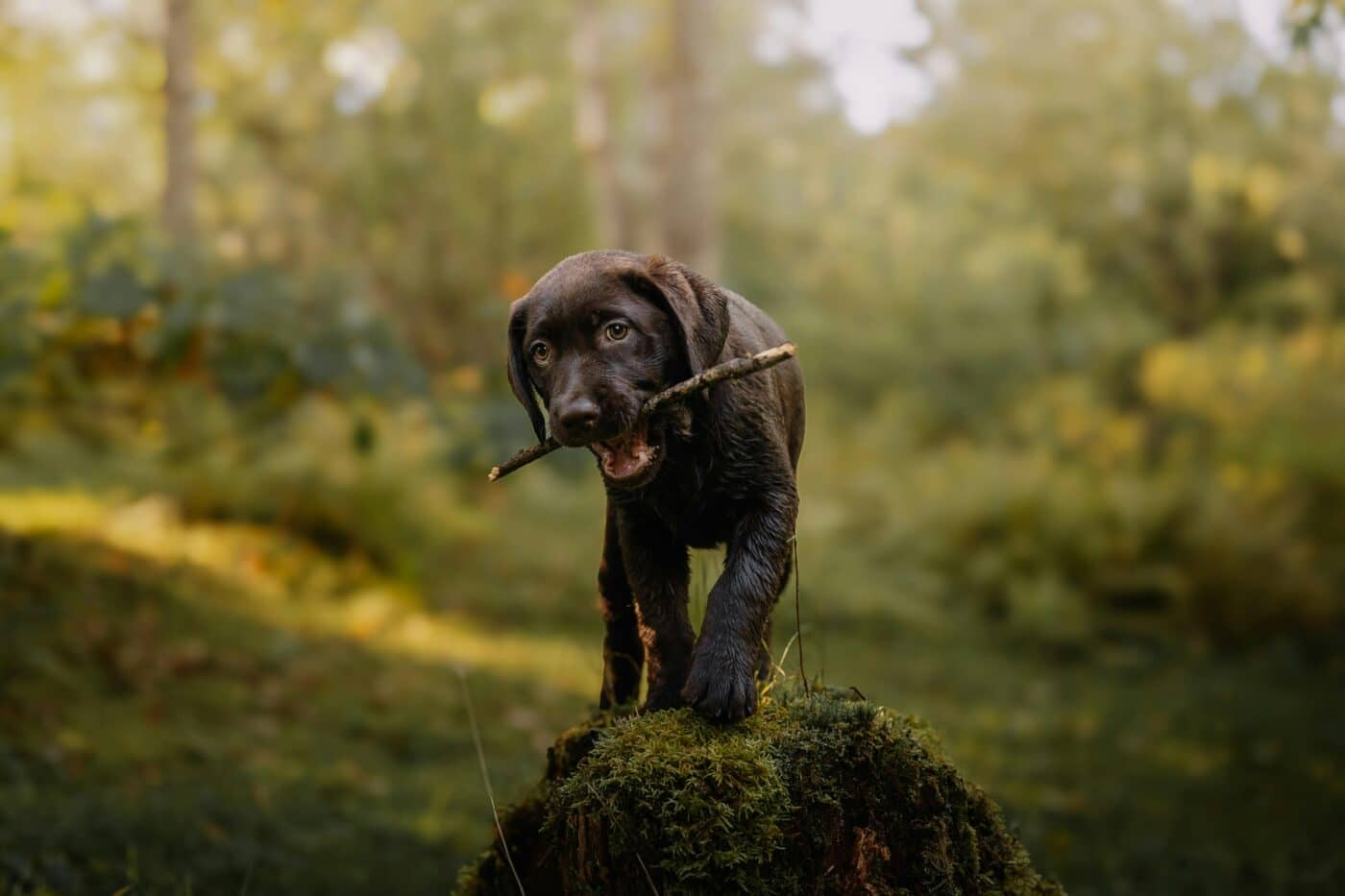 Labrador Retriever dog
