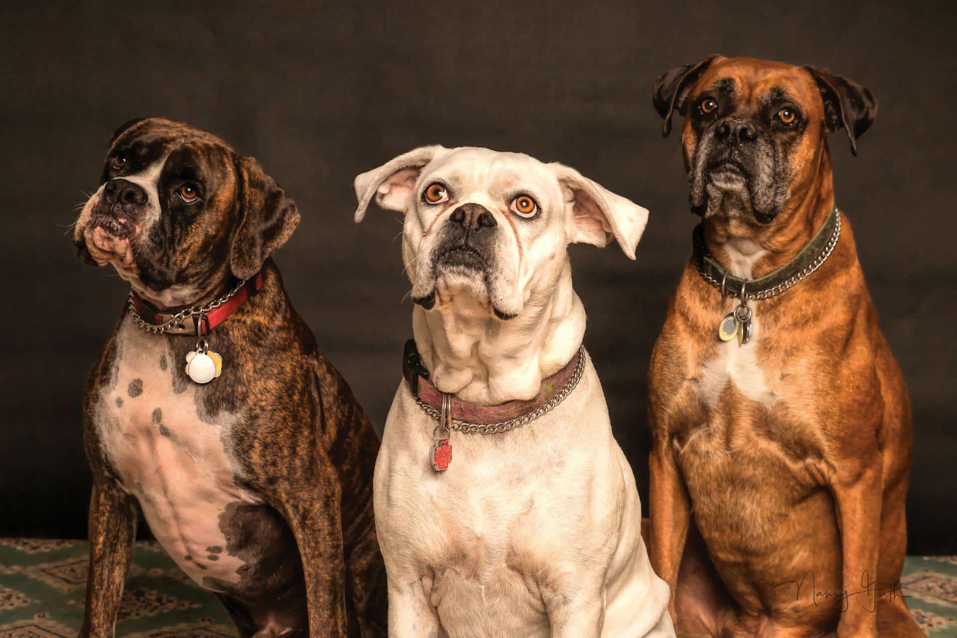 Boxer dogs