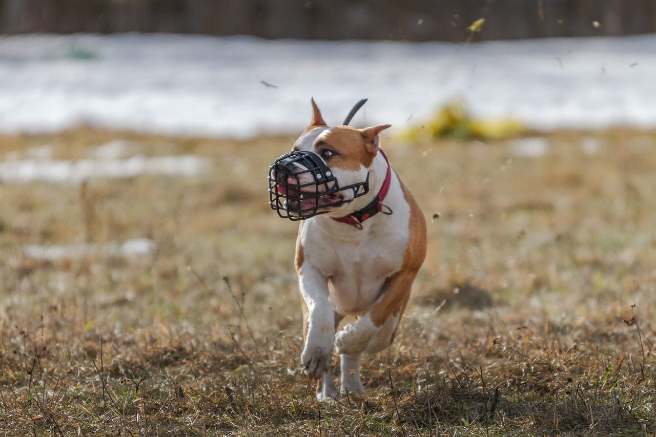 Pit Bull dog