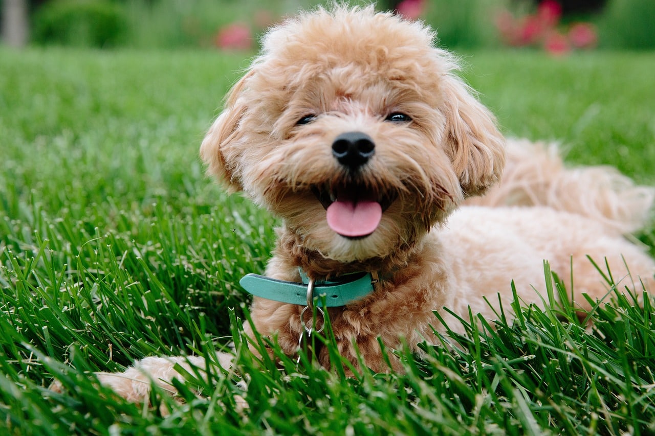 7 Dog Breeds That Are Brilliant at Detecting Medical Conditions