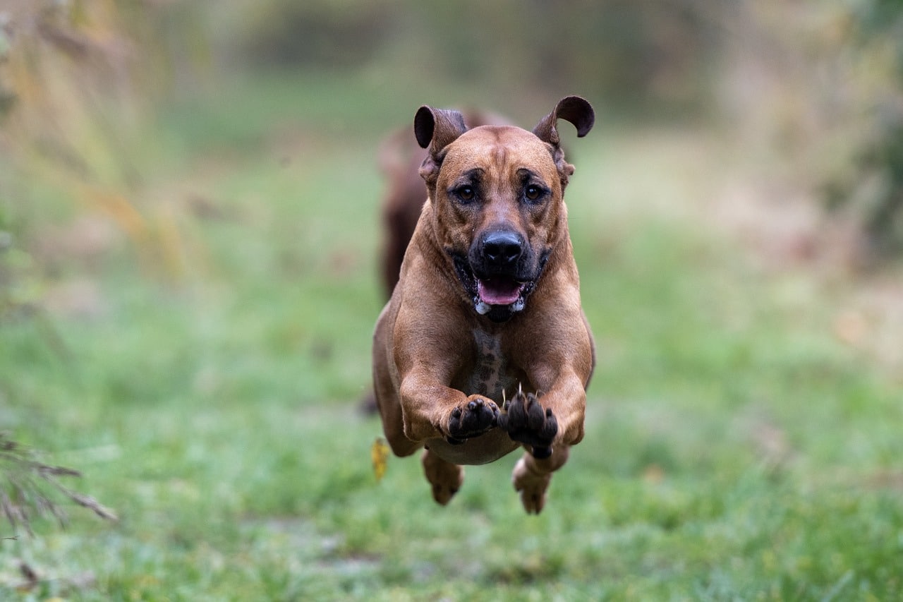 Rhodesian Ridgeback
