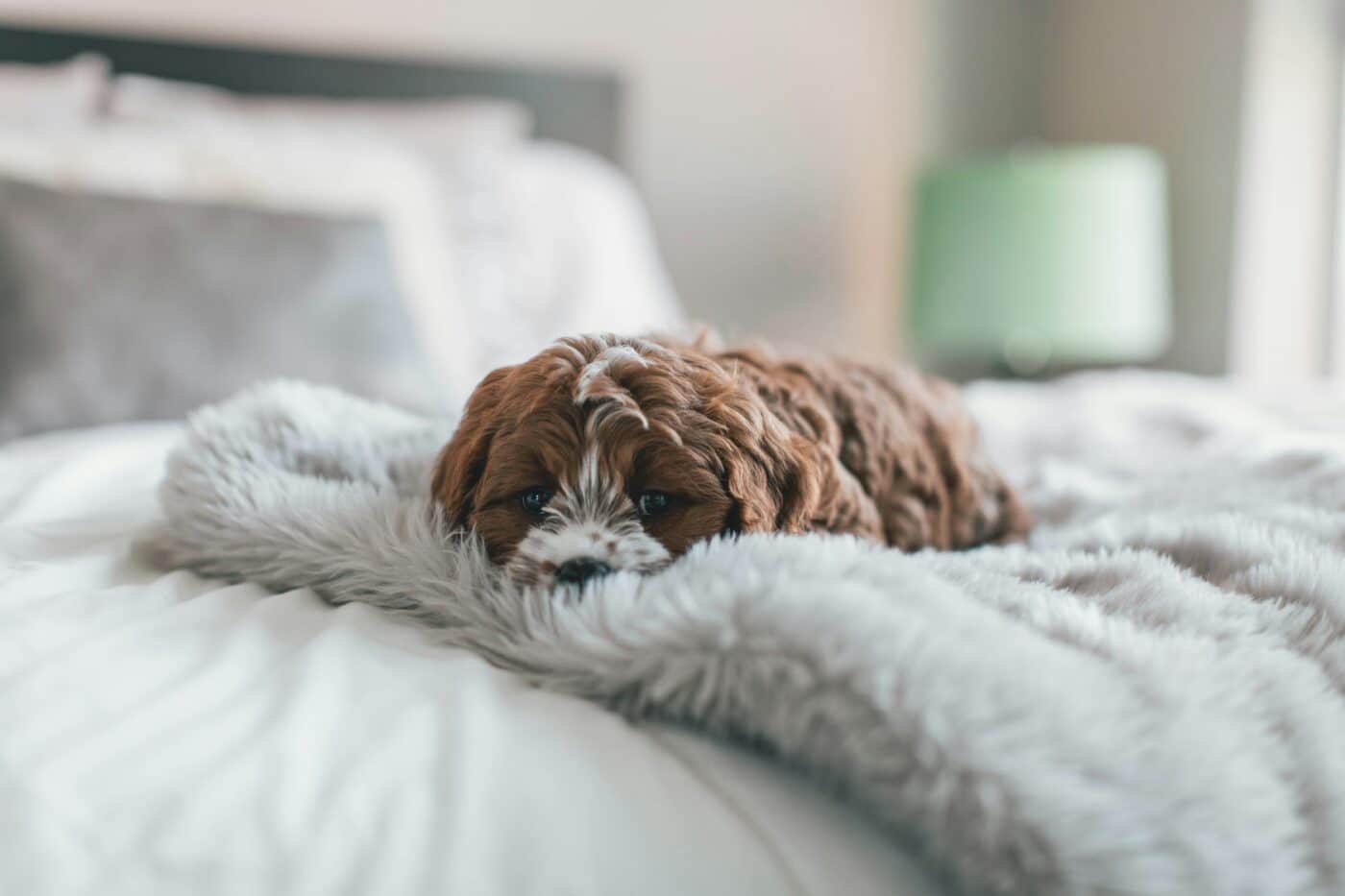 puppy in a bed
