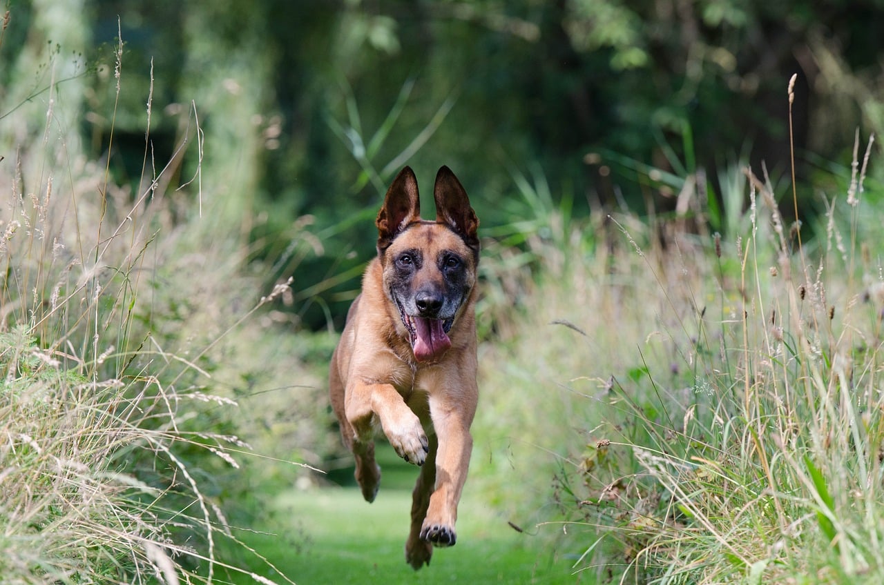 belgian malinois