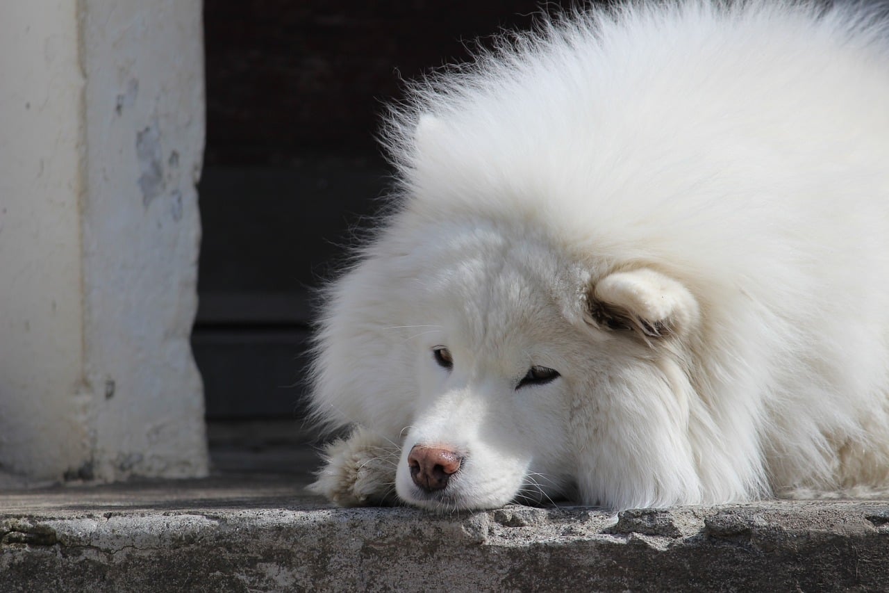 Samoyed