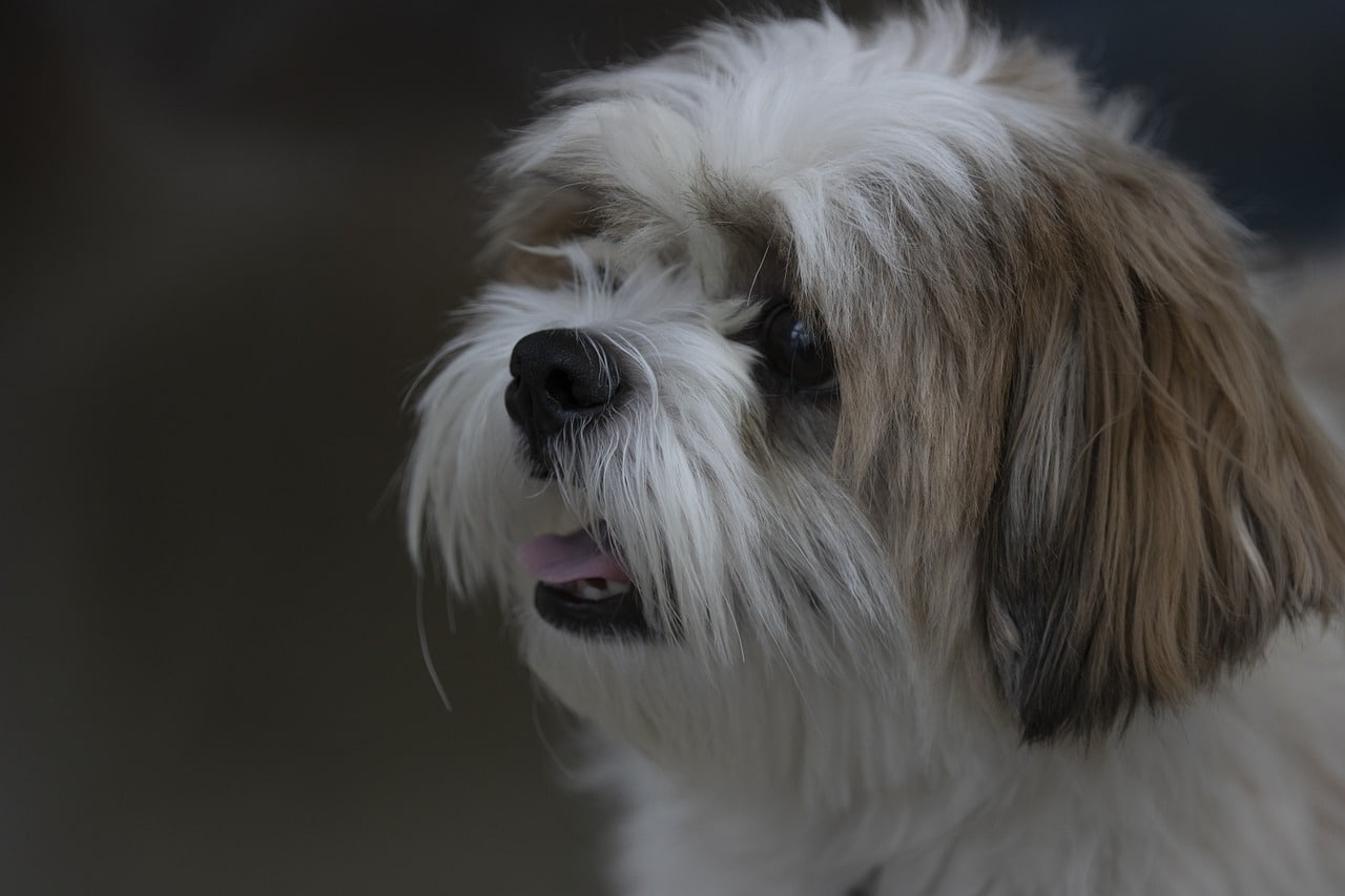 Shih Tzu dog