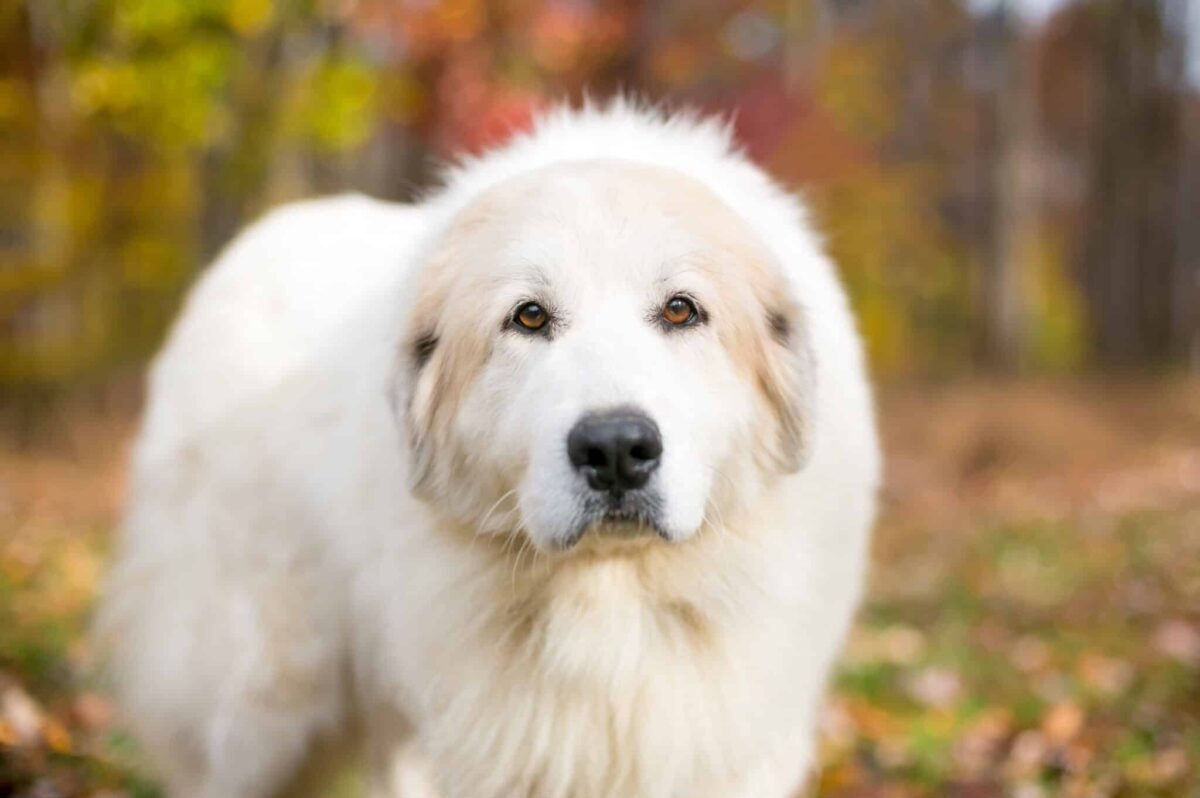 Portrait,Of,A,Great,Pyrenees,Dog,Outdoors,With,Colorful,Autumn