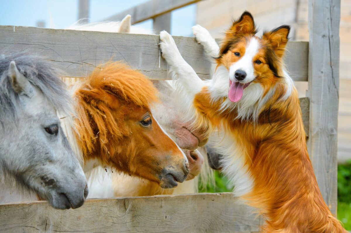 Top 14 Farm Dogs That Will Work Harder Than You Do! thumbnail