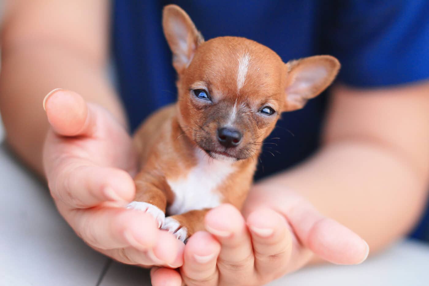 Chihuahua,Puppy,In,Hand