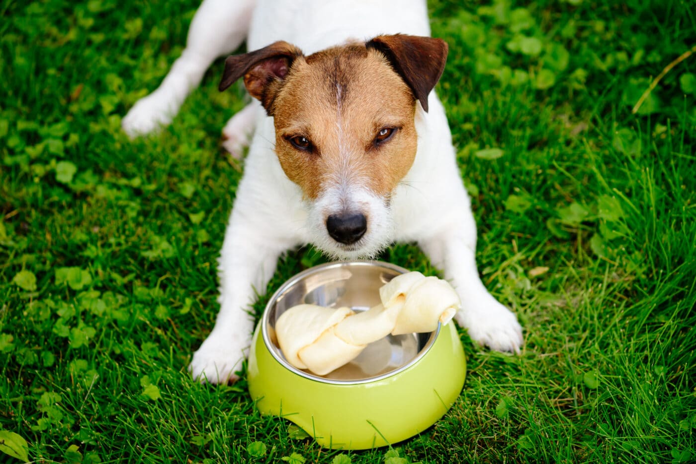 Dog,Lying,On,Grass,Guards,Rawhide,Bone,In,Doggy,Bowl