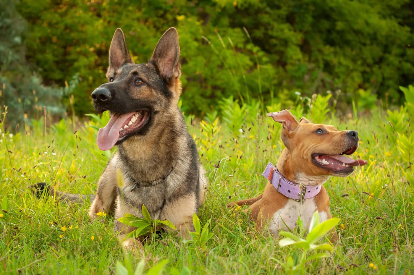 Portrait,Of,A,Beautiful,German,Shepherd,Dog,And,An,American