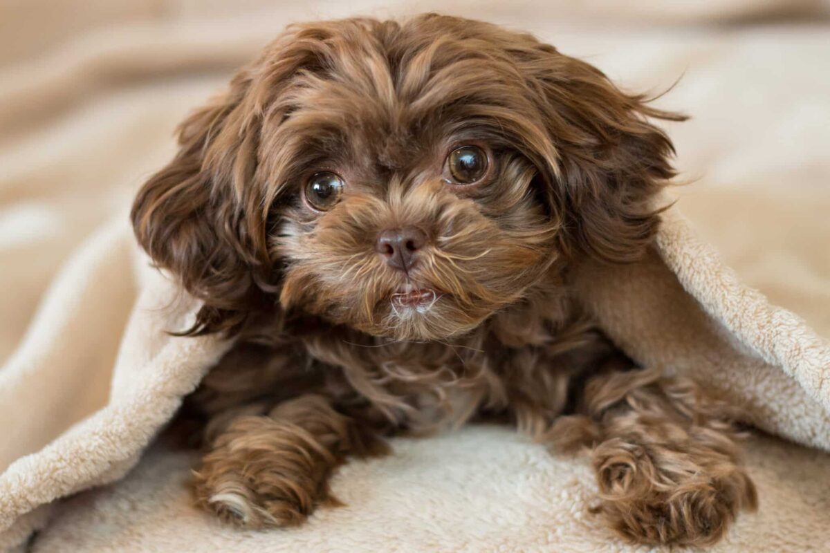 Cute,Puppy,Hiding,In,Blanket