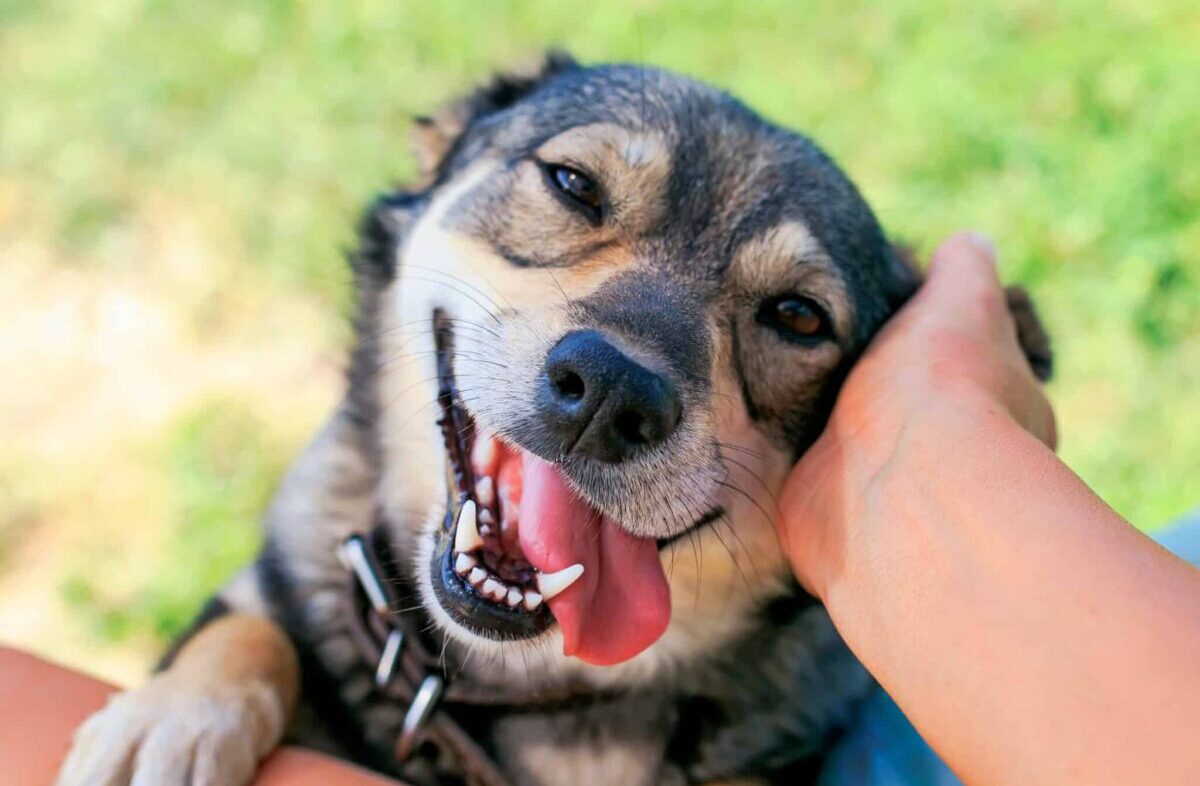 13 Signs Your Dog Is Truly Happy