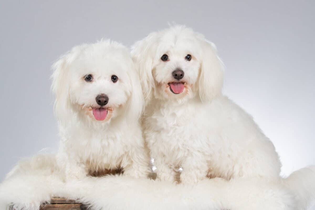 Coton,De,Tulear,Dog,In,A,Studio.,White,Background.