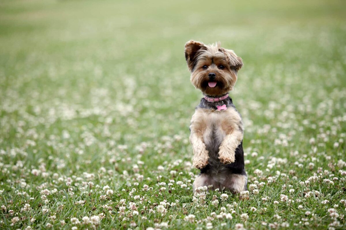 Cute,Dog,Sitting,Up,In,A,Field