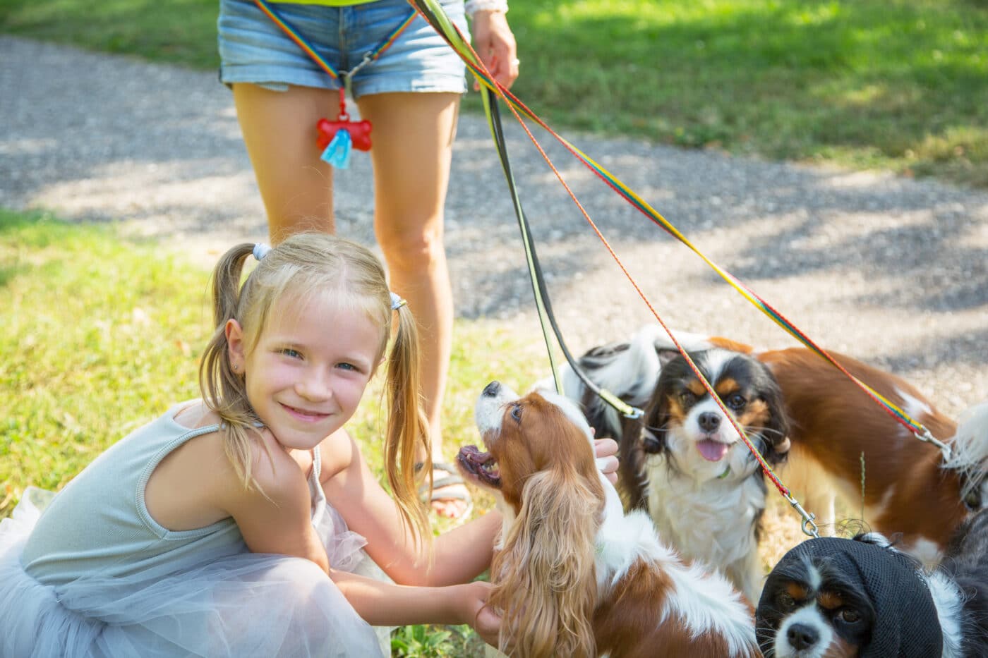 Woman,Walking,A,Pack,Of,Small,Dogs,Cavalier,King,Charles