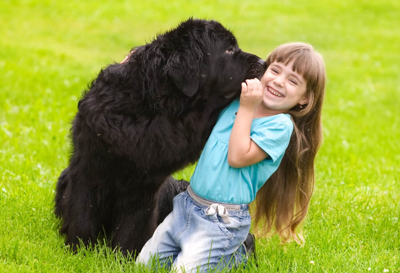 Newfoundland dog