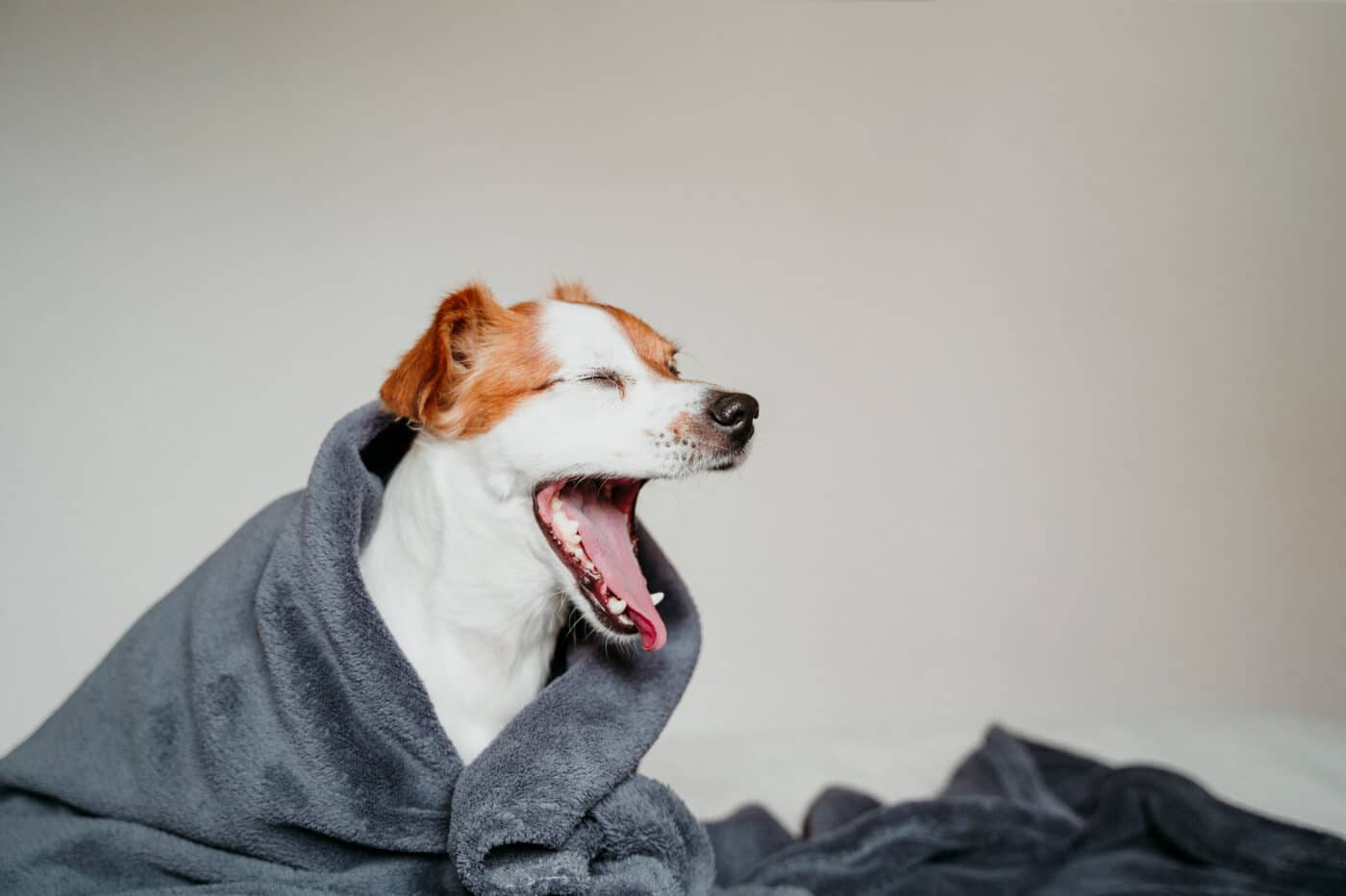 Cute,Small,Jack,Russell,Dog,Sitting,On,Bed,And,Yawning,