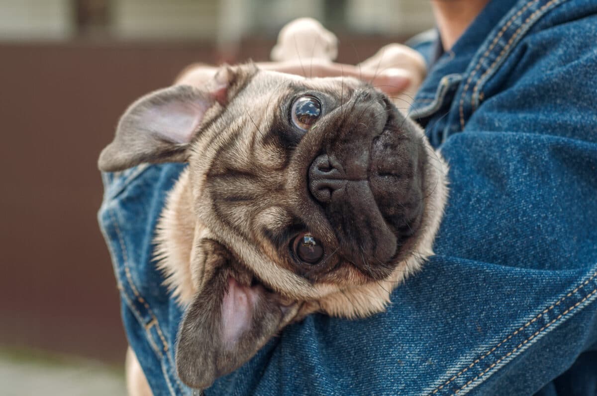 Close,Up,Face,Puppy,Funny,Pug,6,Months,Old