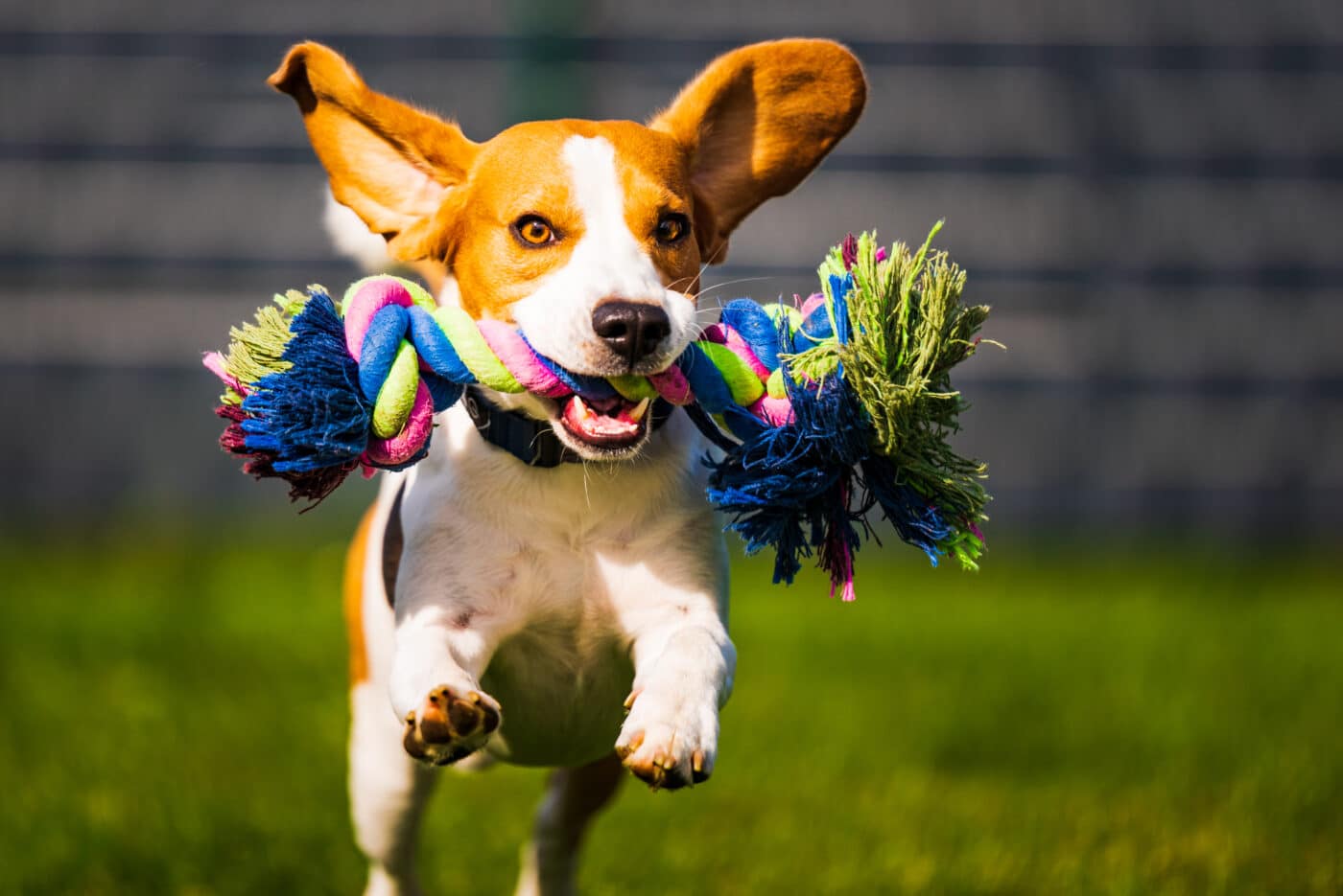 Beagle dog