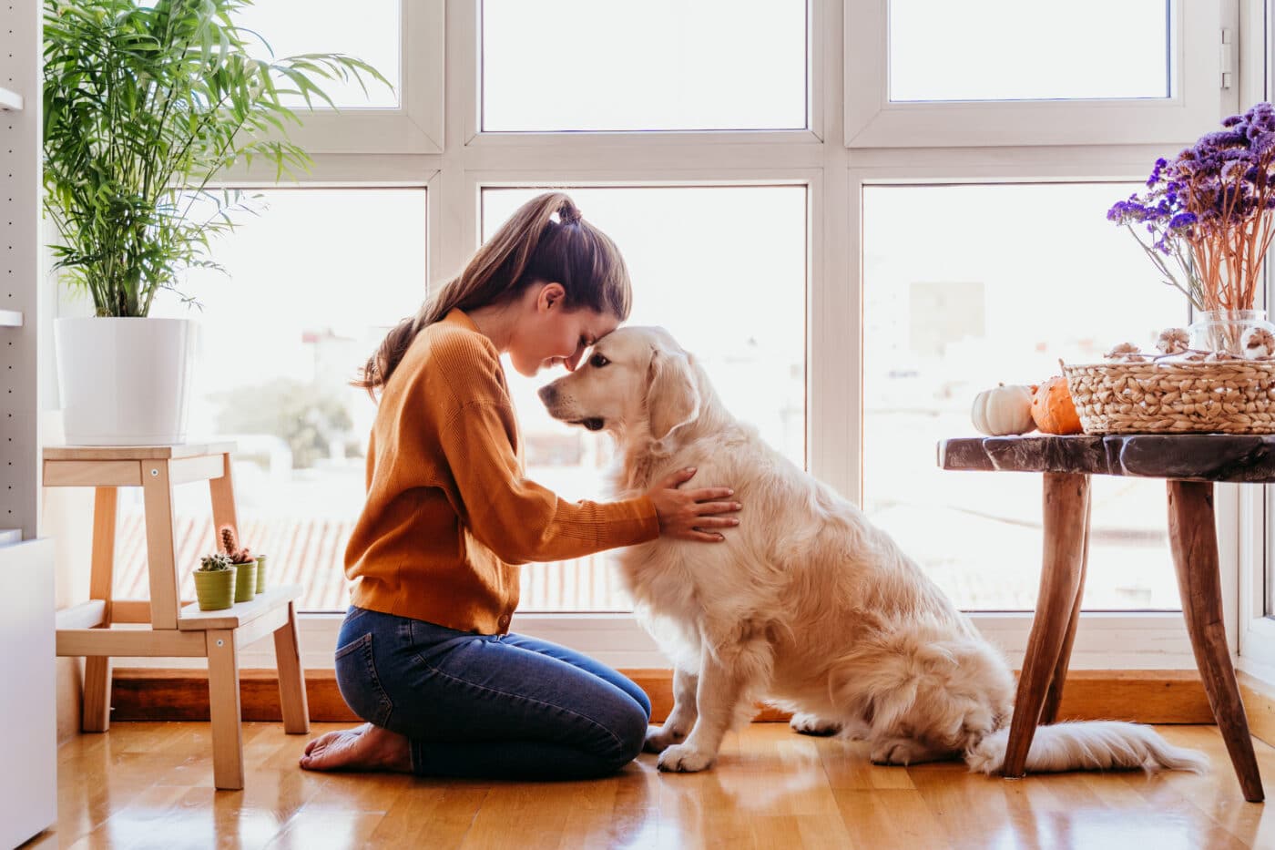 Golden Retriever with human