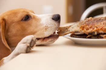 Beagle,Dog,Try,To,Scrounge,A,Fish,From,The,Table