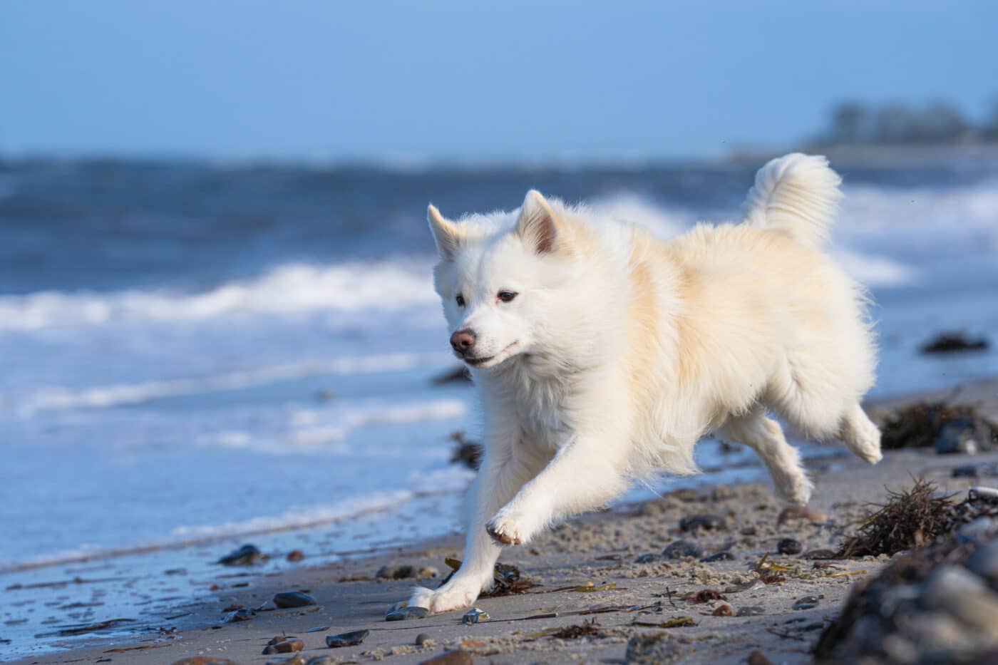 Icelandic Sheepdog