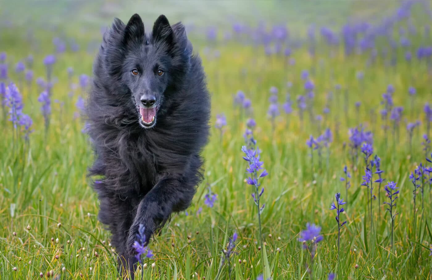 Belgian Sheepdog