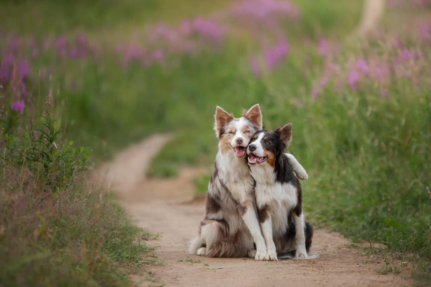 Two,Dogs,Hugging,Together,For,A,Walk.,Pets,In,Nature.