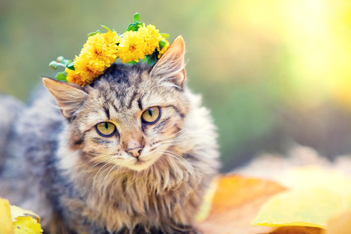 12 Myths About Cats You Can Cease Believing