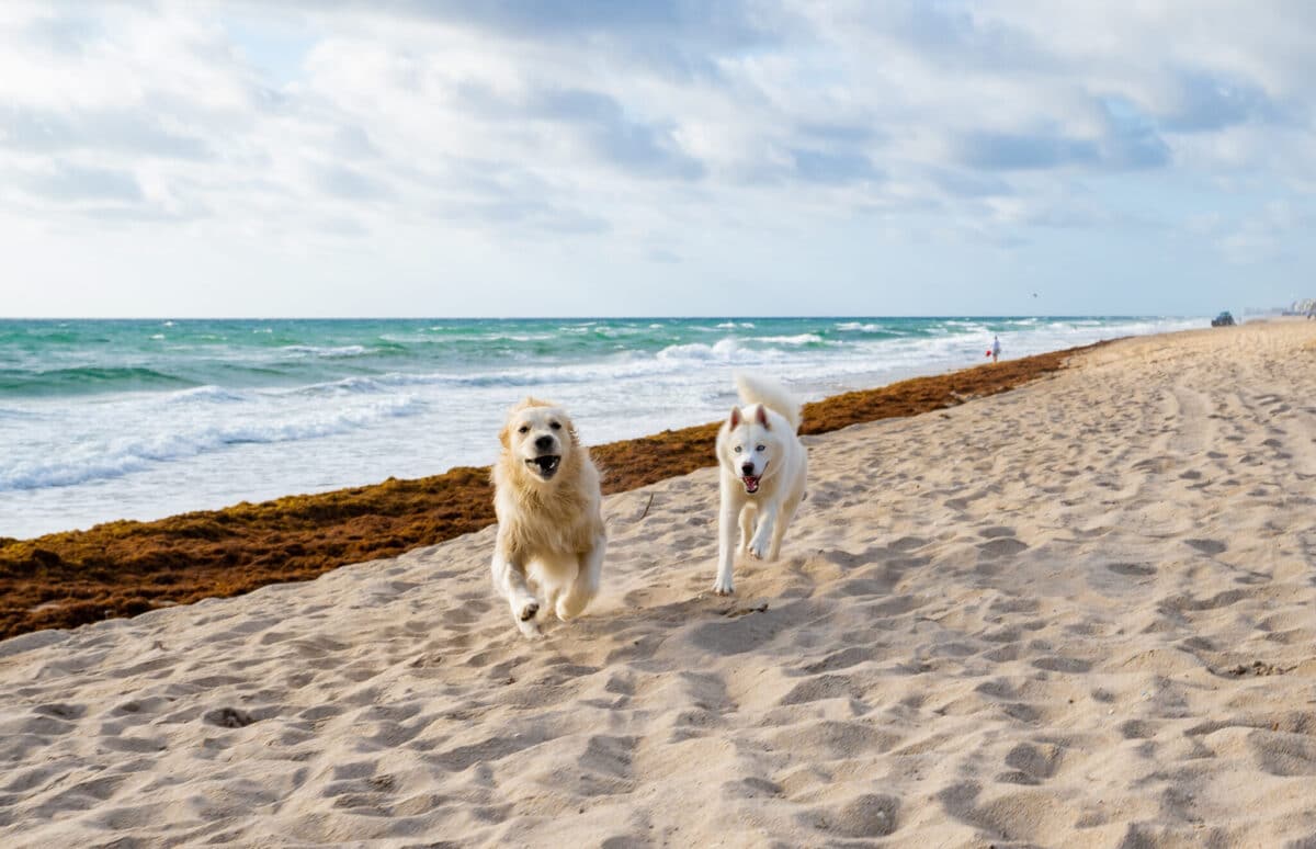 25 Pawesome Canine Seashores Your Domestic dog Will Love