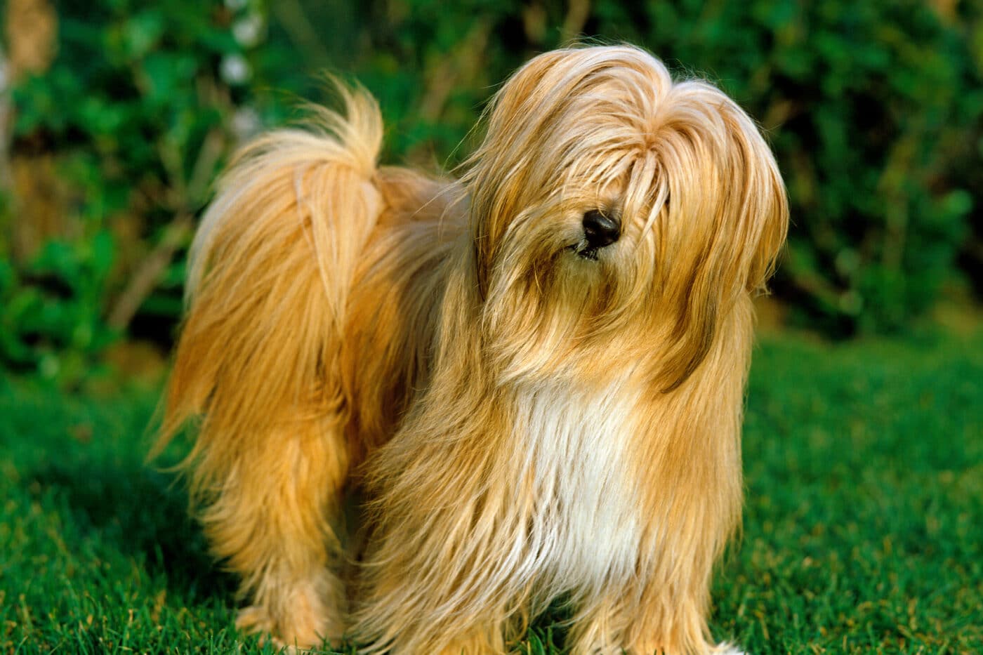 Tibetan terrier