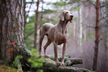PetWireDaily — 11 Spirited Dog Breeds Most Likely To Chase Every Squirrel