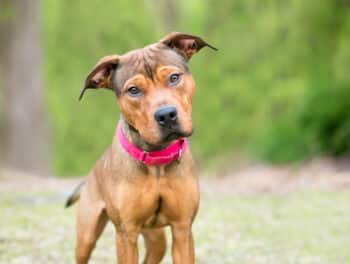 Mixed breed dog