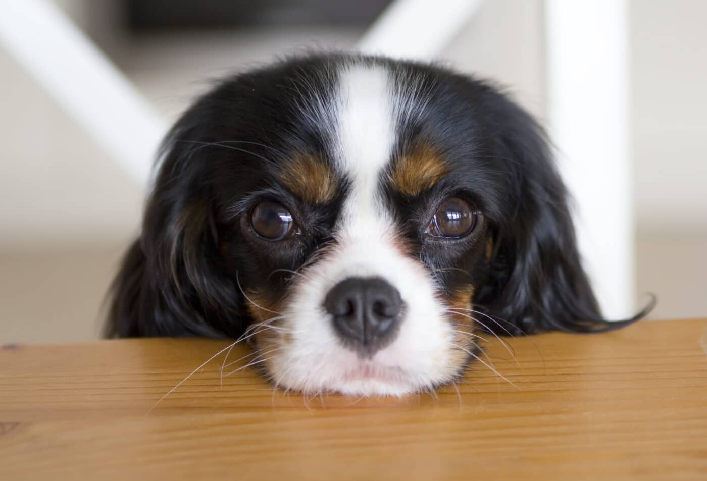 Cute,Dog,Begging,For,Food,At,The,Kitchen,Table